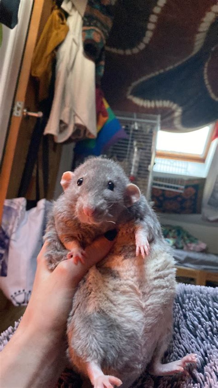 Captivating The Unconventional: Fat Ugly Rat Pictures