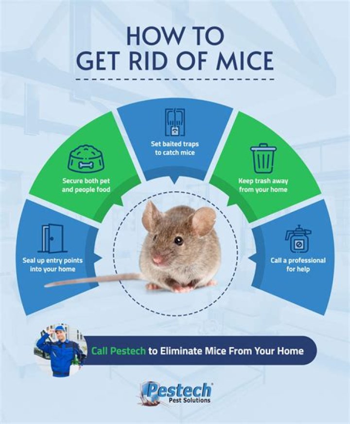 Cinnamon: The Natural Solution To Get Rid Of Mice