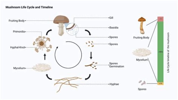 Discovering Eves Eden Spore Co: A Journey Into Mycology