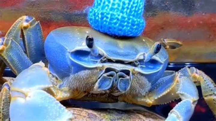 Discovering Howie The Crab: A Journey Under The Sea