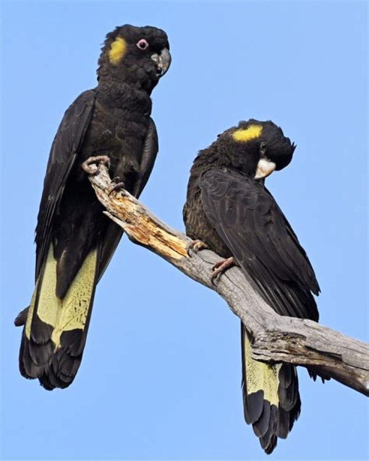 Discovering The Bangkok Cockatoo: A Vibrant Avian Gem
