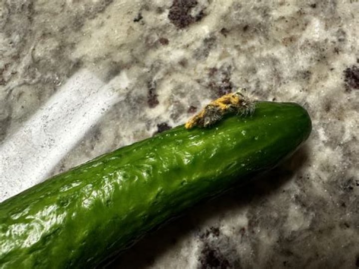 Discovering The Charm Of The Swaggy Cucumber