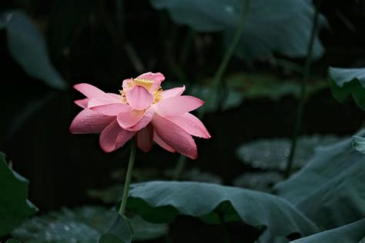 Discovering The Enchantment Of Bely Belinda Shiny Flowers