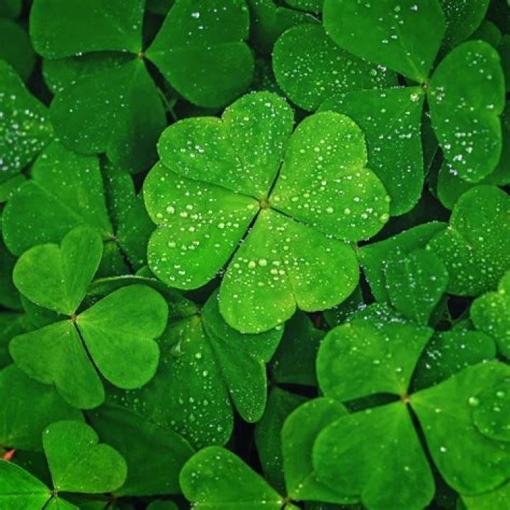 Discovering The Enchantment Of Grand Clover: Nature's Green Gem