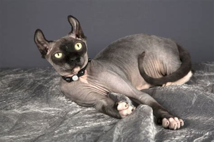 Discovering The Fascinating World Of The Hairless Raccoon