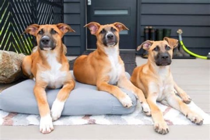 Discovering The Unique Blend: English Bulldog Mixed With Shar Pei