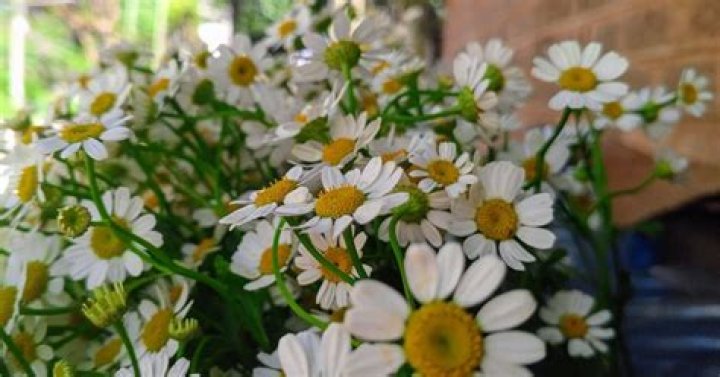 Embracing The Beauty Of Daisydelight