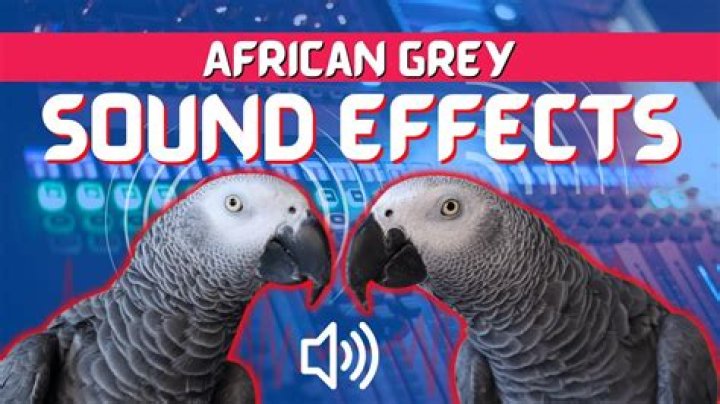 Exploring The Enchanting World Of African Grey Sounds
