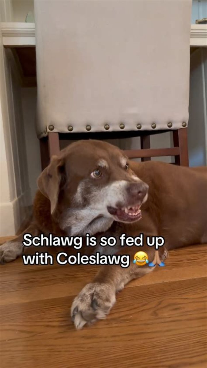 Exploring The Fascinating World Of Schlawg