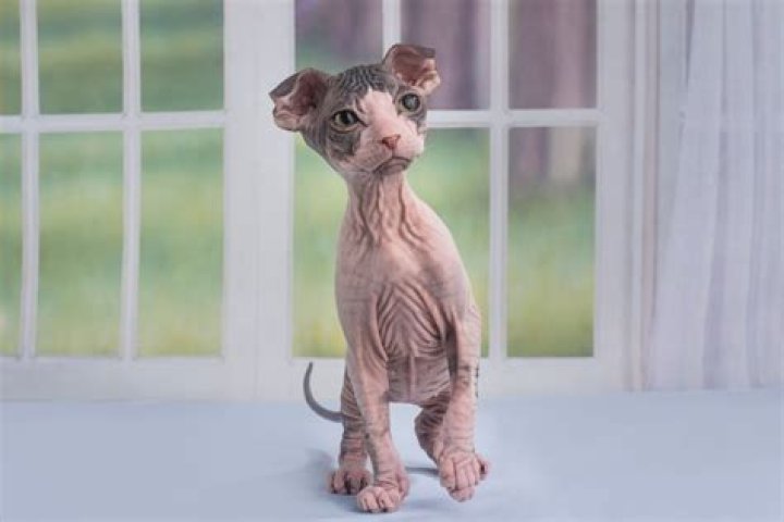 Exploring The Fascinating World Of The Hairless Goat