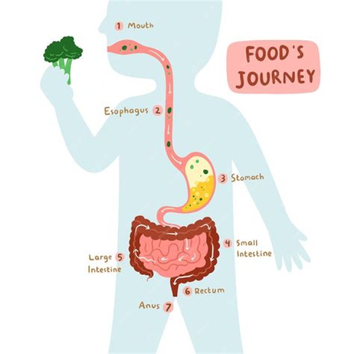 Exploring The Wonders Of Yo Stomach: A Journey Through Digestion And Wellness