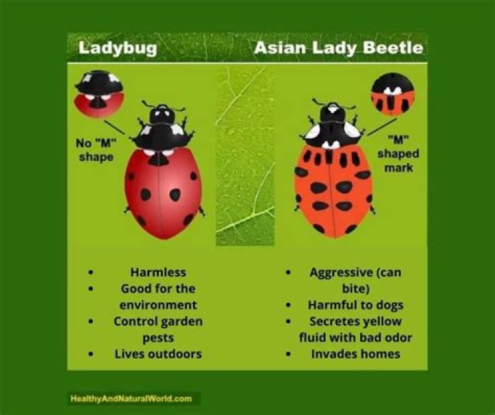 Ladybugs And Legislation: The Unique Connection Of Lindsey Graham's Ladybugs