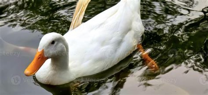 Quacking Up: The Long Island Duck Movie Experience