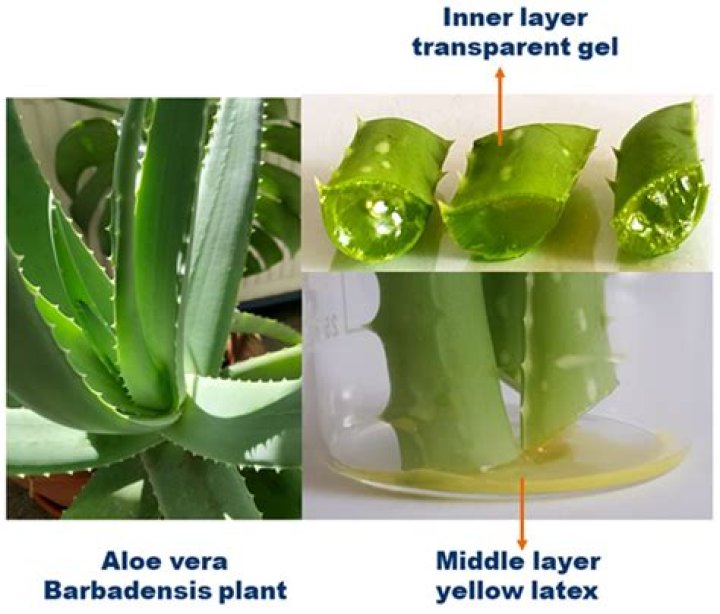 Sweetening The Aloe: The Benefits Of Adding Sugar To Your Aloe Vera Plant