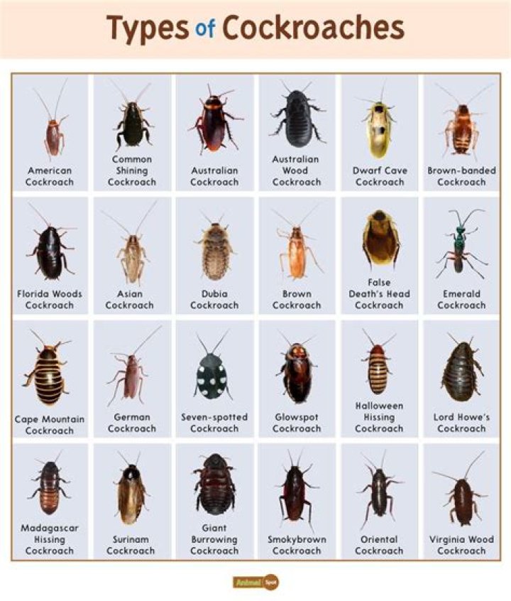 The Definitive Guide To Law Roach Wiki | Explore Roach's Style And Impact