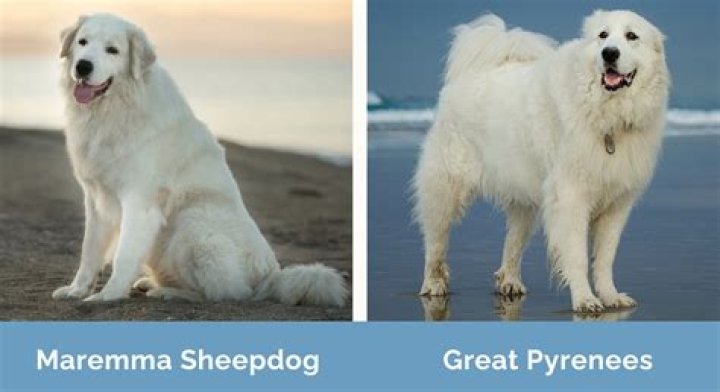 **The Great Pyrenees Vs Mountain Lion: A Clash Of Titans**