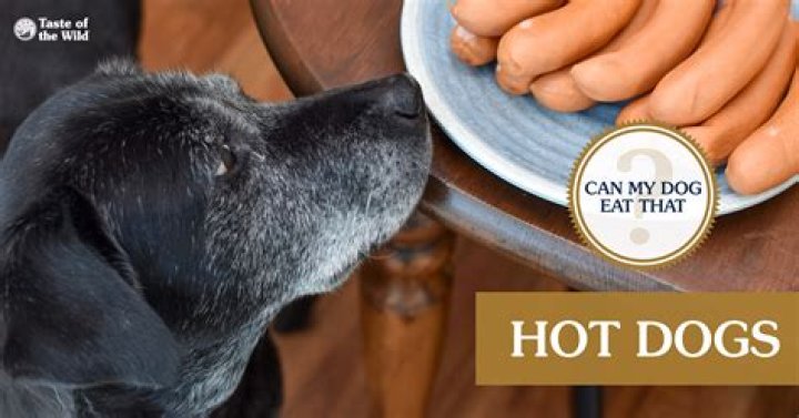 The Unforgettable Moment: Dog Eating Hot Dog