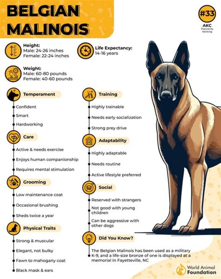 Understanding The Belgian Malinois Pronunciation: A Guide For Dog Lovers
