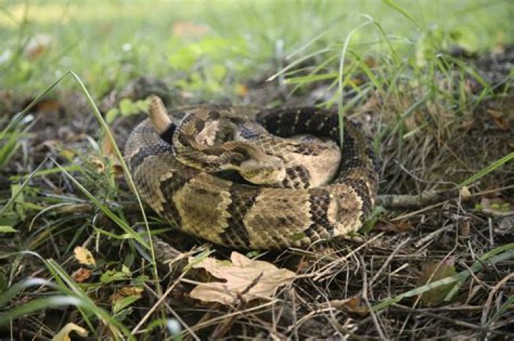 Understanding The Fascinating Behavior Of Rattlesnakes Drinking Water