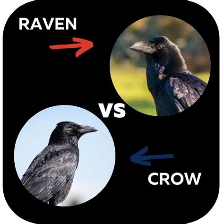Understanding The Raven And Crow Differences: A Comprehensive Guide
