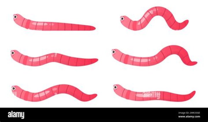 Unraveling The Fascinating Art Of Worm Walking