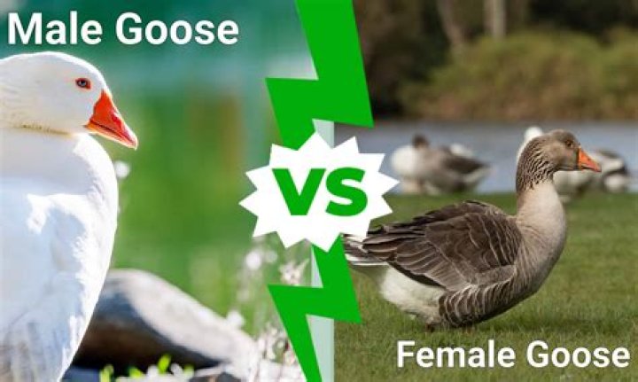 Unraveling The Fascination Behind Goose TikTok