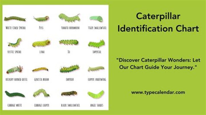 Unraveling The Mysteries Of Green Caterpillar Meaning