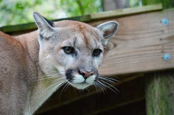 Unraveling The Mystery: Did Hank Williams Jr. Have A Pet Cougar?