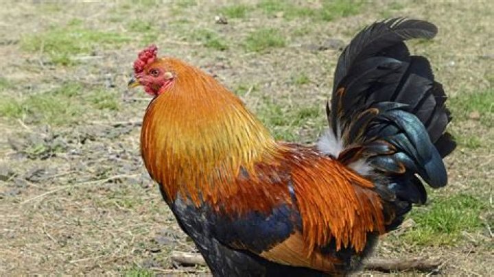 Unraveling The Mystery Of The Rooster That Laughs