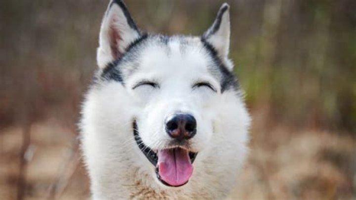 Unveiling The Charm Of The Husky Smile