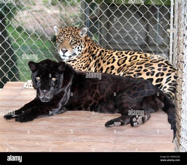 Unveiling The Mystery: Black Panther Spotted In Alabama