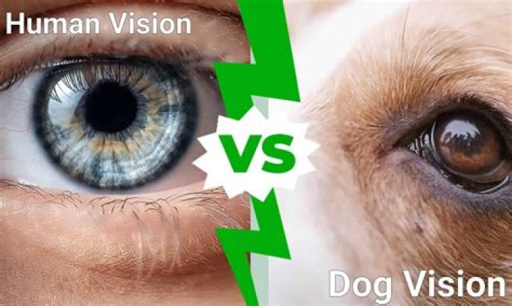 Unveiling The Mystery Of Dogs With Human Eyes