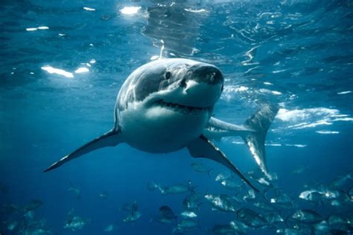 Unveiling The Mystery: Why Do Great White Shark Eyes Turn White?