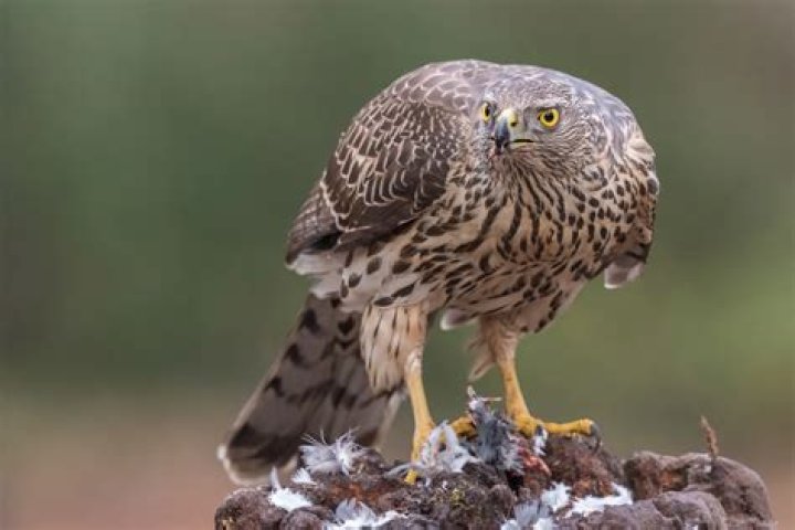 Unveiling The Mystique Of Prey Eyes: Nature's Intriguing Adaptation