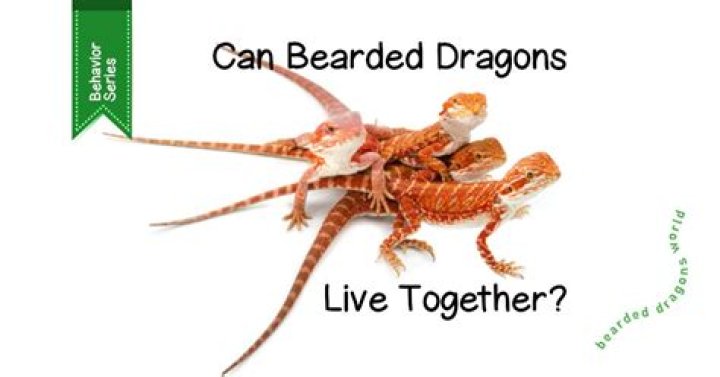 When Bearded Dragons Dance: A Fascinating Showcase Of Their Unique Behavior