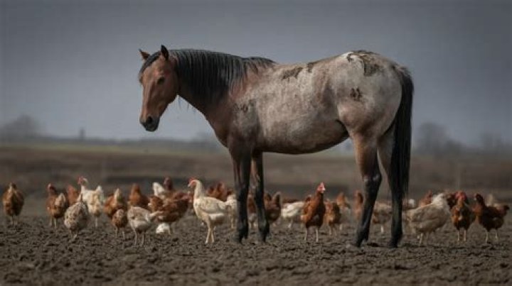 When Horses And Chickens Collide: The Surprising Encounter Of Nature